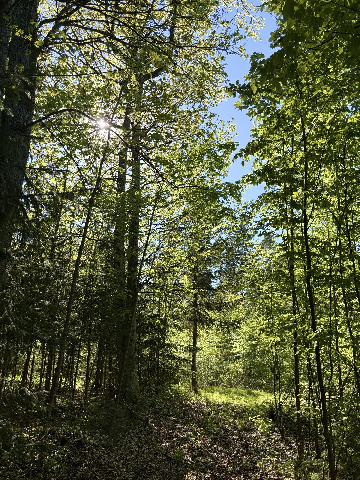 Eigener Schreinerwald der Schreinerei Siegert mit Laub- und Nadelbäumen